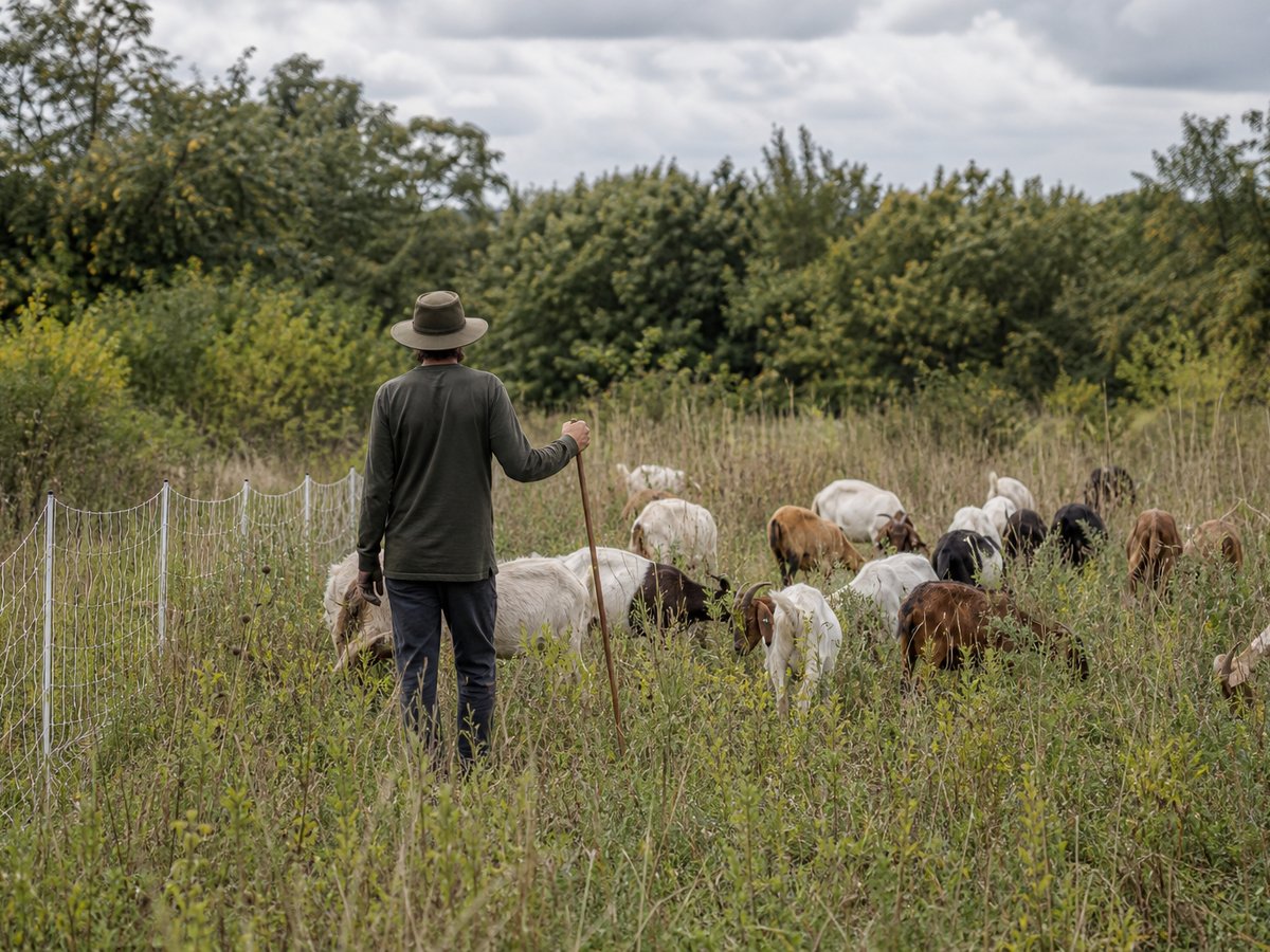 Goat grazing for overgrown sites near Bristol