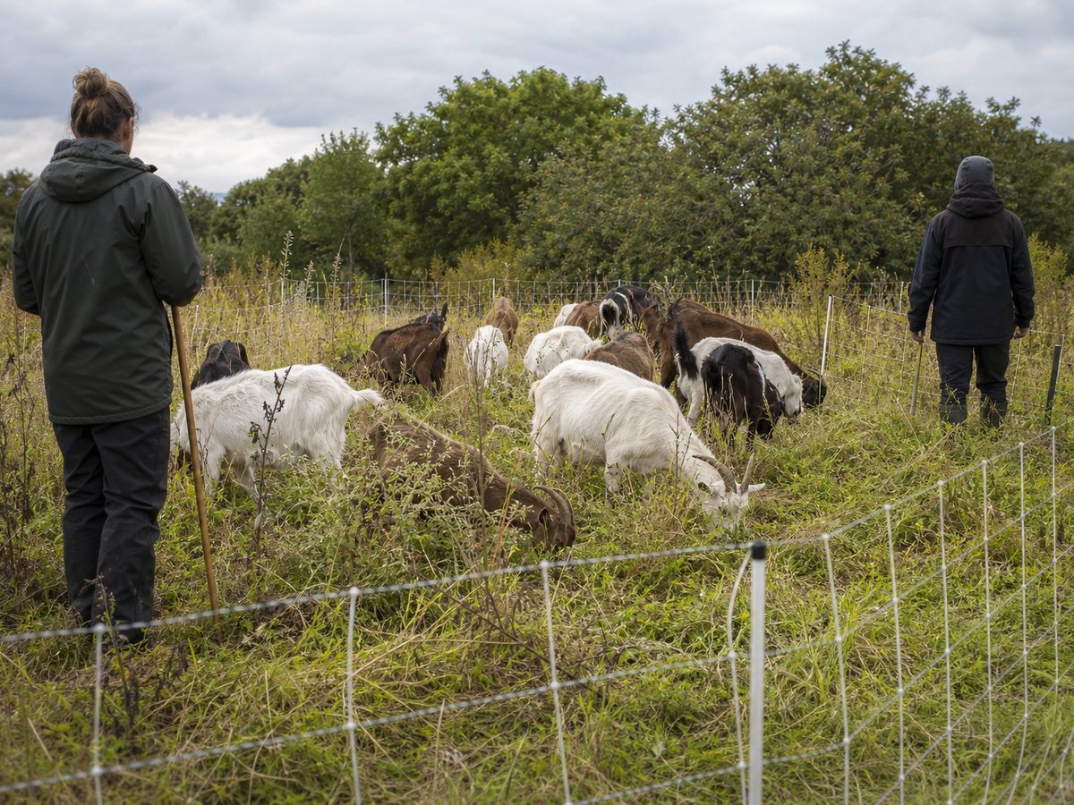 Goat grazing for overgrown sites near Bristol