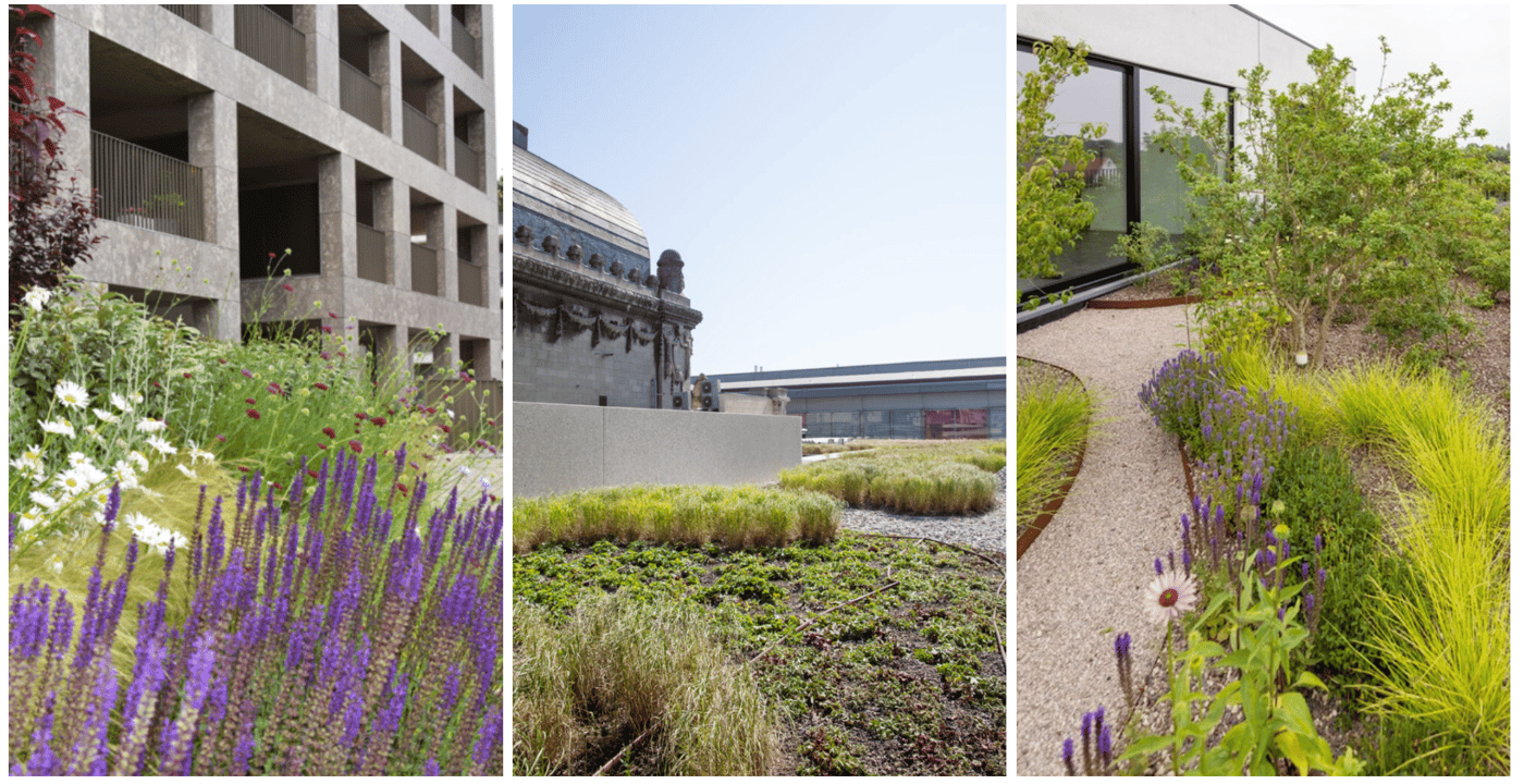 EMC Greenroofs - Blog Welk groendak past bij jouw project - Intensieve groendaken.png