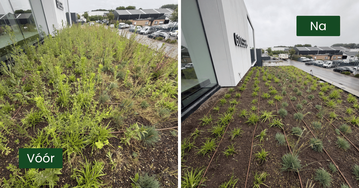 EMC Greenroofs - Voor- en na onderhoudsbeurt Keukens Goossens - Oostkamp.png