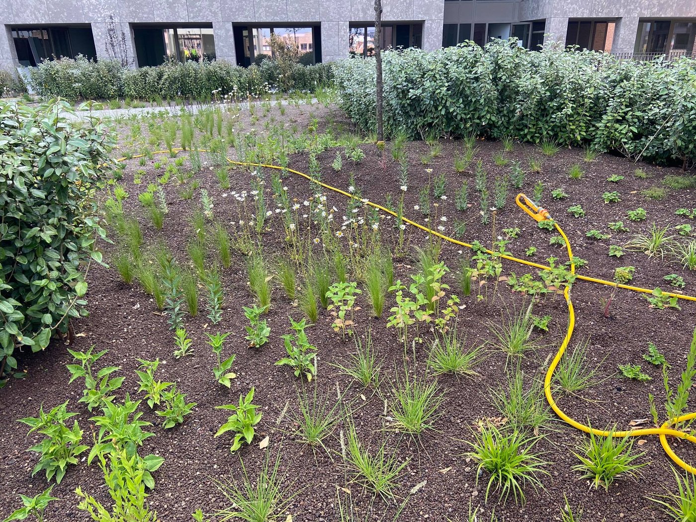 EMC Greenroofs - Aanleg substraat en planten Quartier Bleu Hasselt.jpg