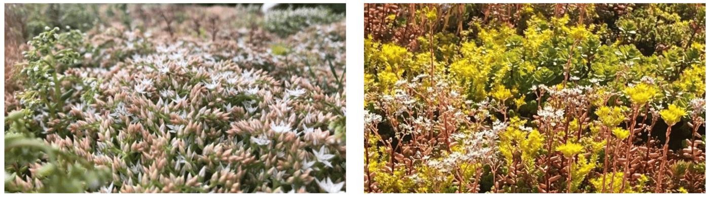 EMC Greenroofs - Blog Moet je je groendak of daktuin water geven in de zomer - voorbeelden sedum.png