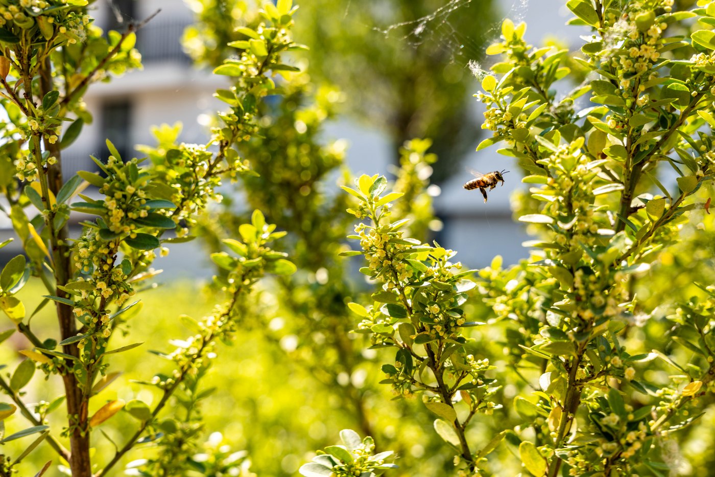 Biodiversiteit - groene plant met bij.jpg