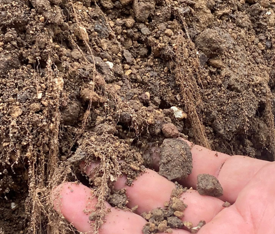 EMC Greenroofs - Close-up wortels - Sterke wortels dankzij juiste substraat JDC Lava-Substrate.png