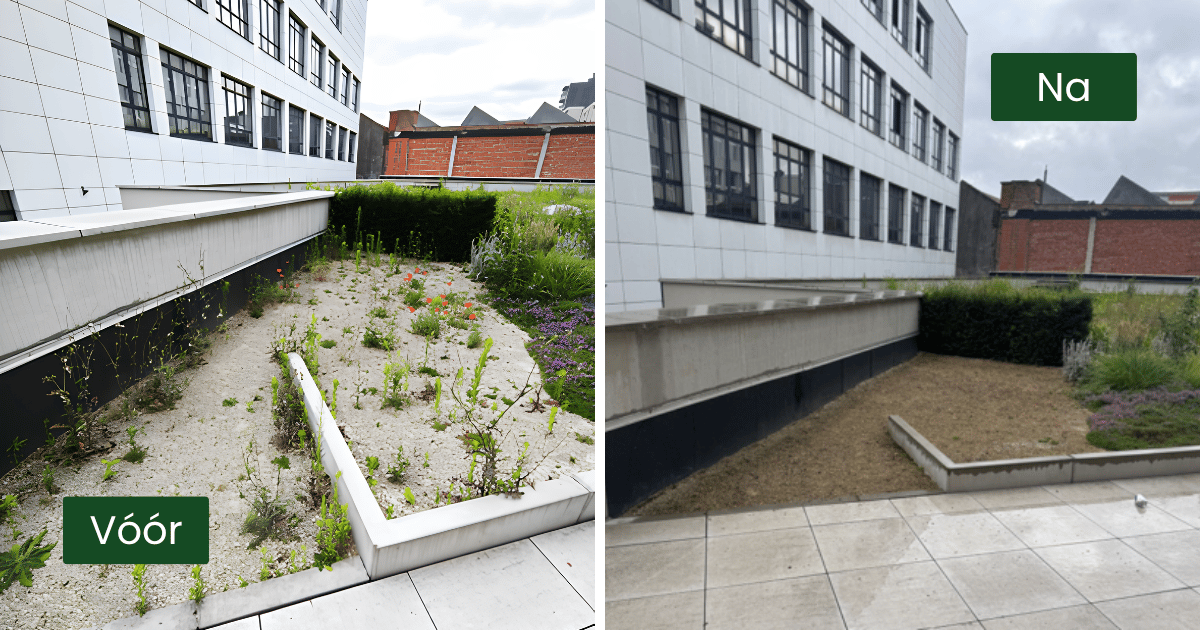 EMC Greenroofs - Vóór- en Na onderhoudsbeurt groendak update.png