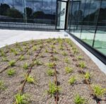 Mini Jonge aanplant EMC Greenroofs - Blog irrigatie groendaken.png