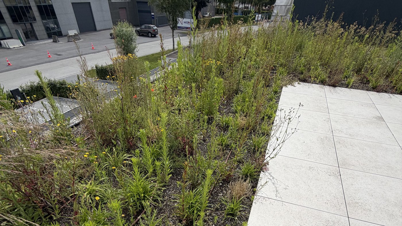 EMC Greenroofs - Blog een groendak is niet onderhoudsvrij - Voorbeeld geen onderhoud groendak Cropped.jpg