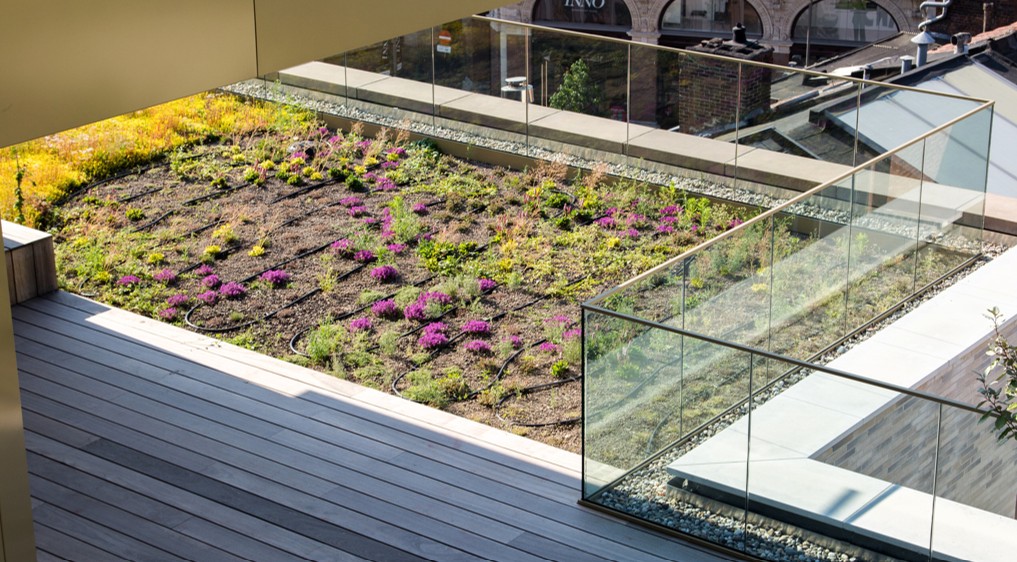 EMC Greenroofs - Antwerpen - Dams - Extensief met irrigatie.jpg