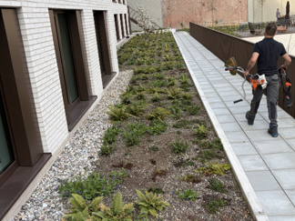 EMC Greenroofs - Blog onderhoud groendaken - man aan de slag Cropped (1).png