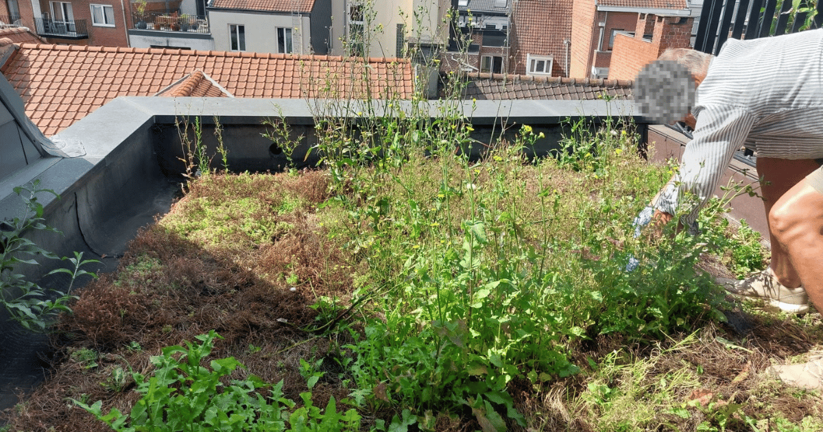 EMC Greenroofs - Blog onderhoud groendaken - Zelf een groendak onderhouden.png