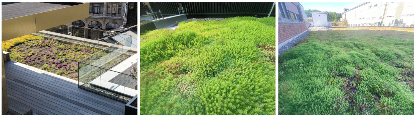 EMC Greenroofs - Blog Welk groendak past bij jouw project - Extensieve groendaken.png