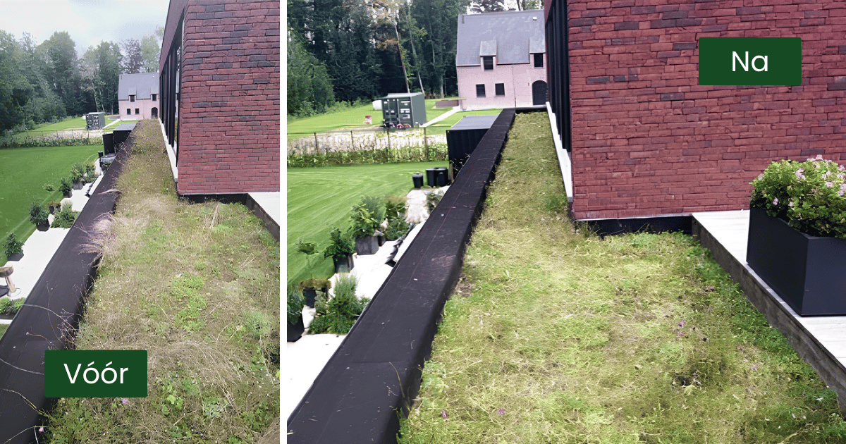 EMC Greenroofs - Ekebekedreef Aalter - 1ste onderhoud na aanleg.png