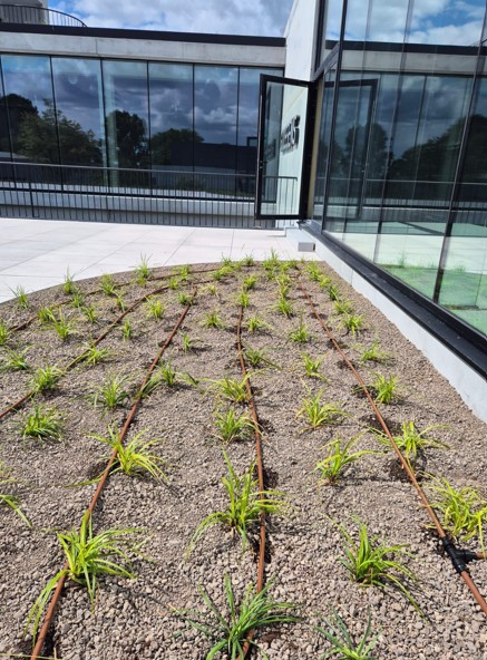 BLOG 4 - Irrigatiesysteem op groendak - EMC Greenroofs Aalter.jpg