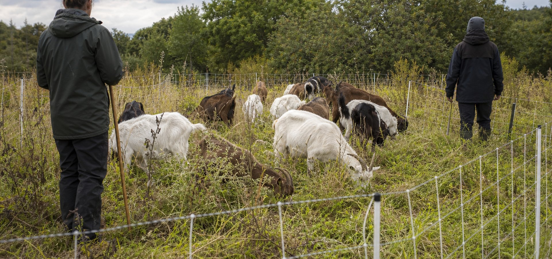Goat grazing for overgrown sites near Bristol