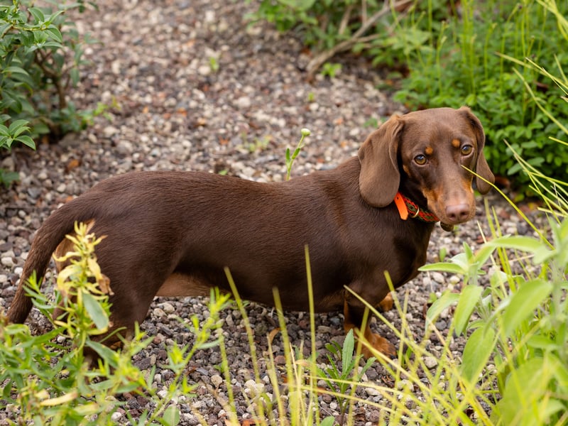 Isa, onze kantoorhond