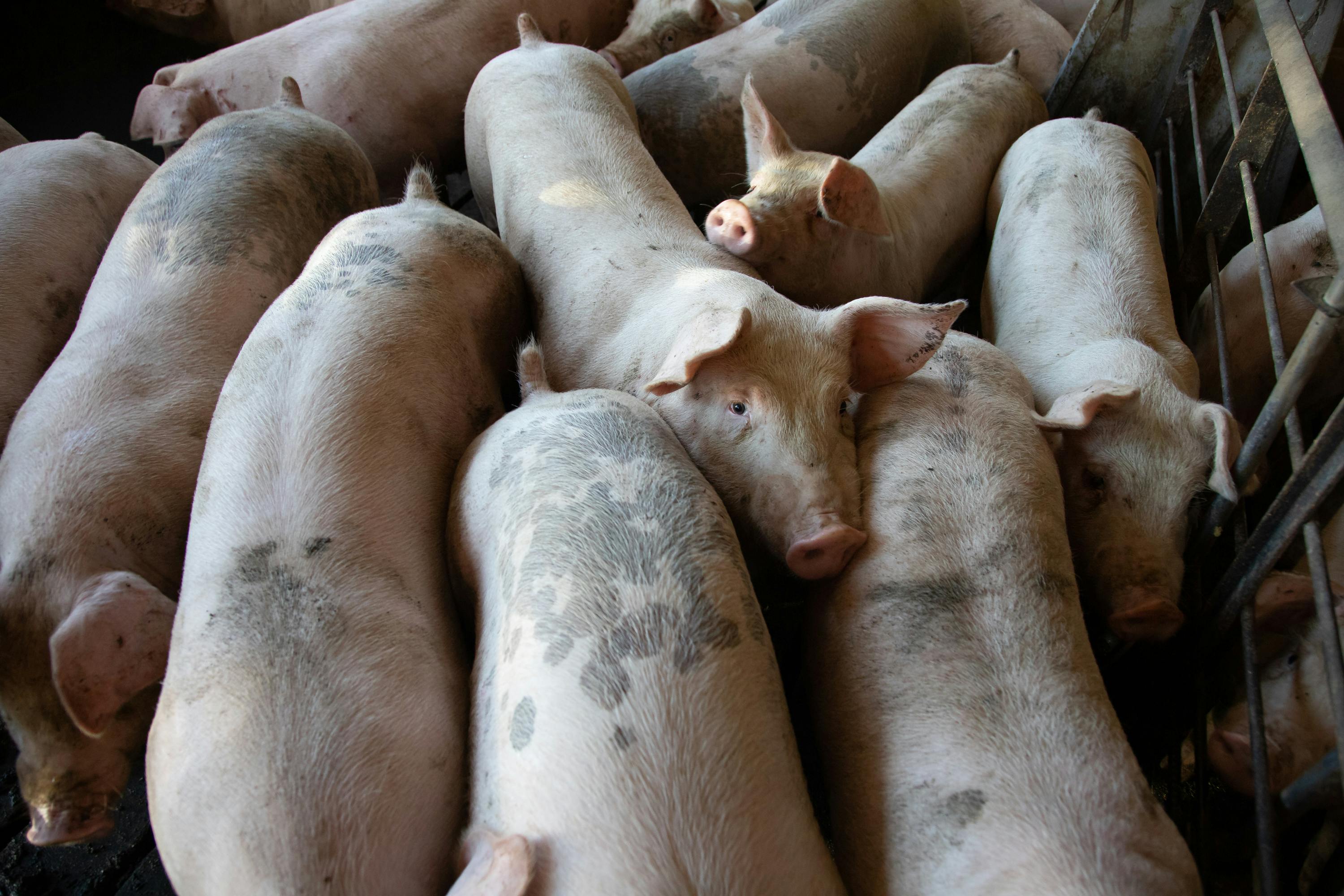 The biggest problem in intensive animal production are the pathogens in the gut severely curtailing the growth of young stock.